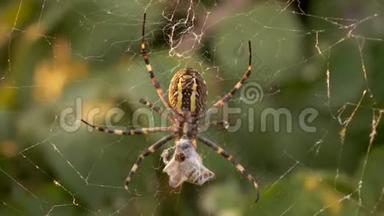 黄蜂蜘蛛阿乔普布伦吉。 有黄色条纹的球体-网状昆虫，网状图案。 草地背景，宏观视野，横向视野